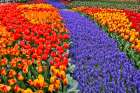 USA, Washington State, Skagit Valley. Garden display with tulips and grape hyacinth Art Print